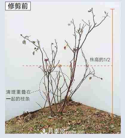 月季栽培養(yǎng)護(hù)指南，手把手教你冬季大花月季的修剪方法(圖4)