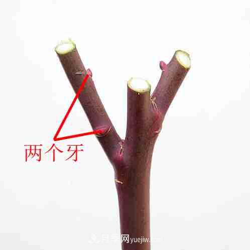 月季栽培養(yǎng)護(hù)指南，手把手教你冬季大花月季的修剪方法(圖8)