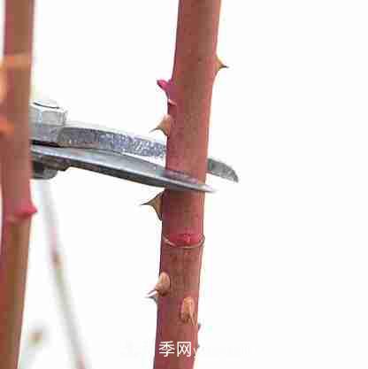 月季栽培養(yǎng)護(hù)指南，手把手教你冬季大花月季的修剪方法(圖7)