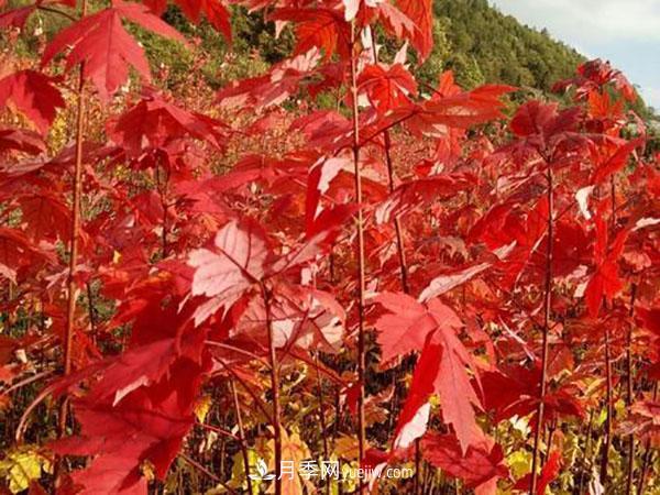 南陽苗木，美國紅楓管理知識介紹(圖3)