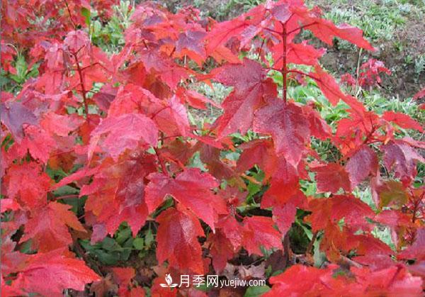 南陽苗木，美國紅楓管理知識介紹(圖1)