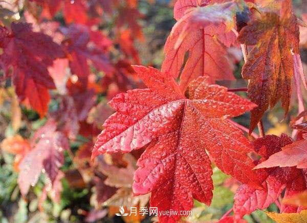 南陽苗木，美國紅楓管理知識介紹(圖2)