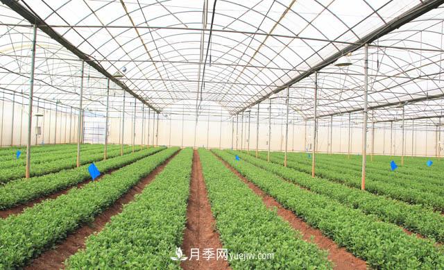 2020年云南“10大名花”千萬元獎(jiǎng)勵(lì)，多個(gè)月季種苗獲獎(jiǎng)(圖2)