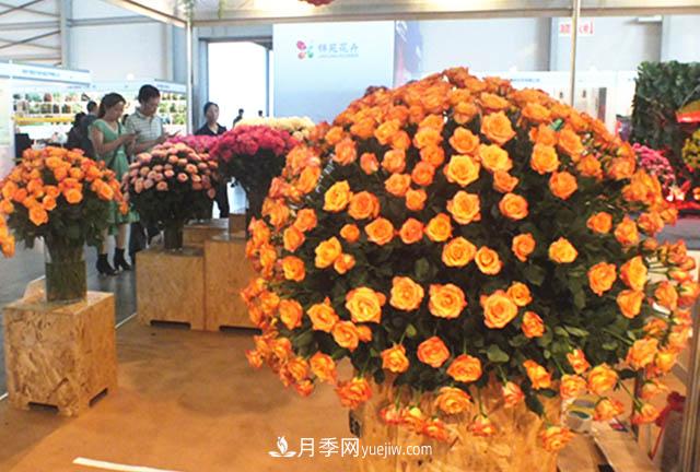 2020年云南“10大名花”千萬元獎(jiǎng)勵(lì)，多個(gè)月季種苗獲獎(jiǎng)(圖1)