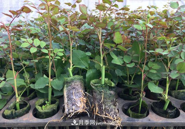 2020年云南“10大名花”千萬元獎(jiǎng)勵(lì)，多個(gè)月季種苗獲獎(jiǎng)(圖3)