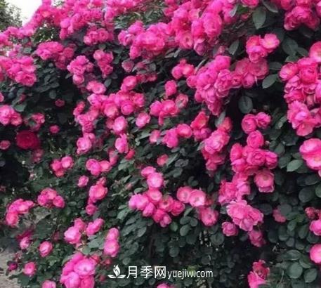 不用糾結(jié)藤本月季開(kāi)花量少，你還沒(méi)試試這三個(gè)小型藤本月季(圖3)