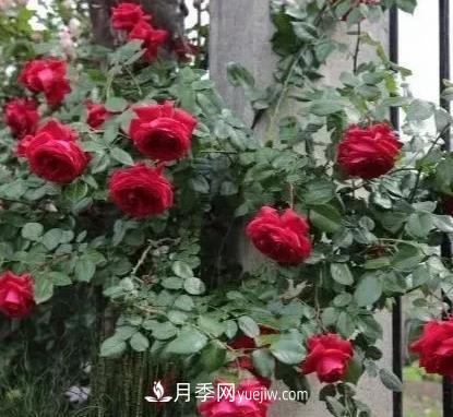 不用糾結(jié)藤本月季開(kāi)花量少，你還沒(méi)試試這三個(gè)小型藤本月季(圖1)