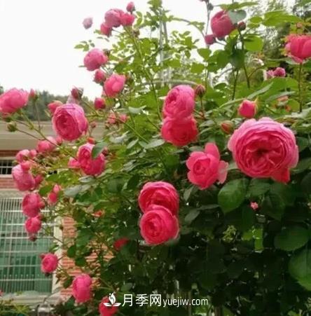 不用糾結(jié)藤本月季開(kāi)花量少，你還沒(méi)試試這三個(gè)小型藤本月季(圖2)