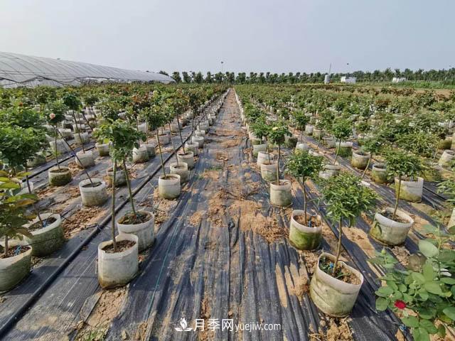 南陽苗木人，如何讓你的苗圃成為客戶眼中的“香餑餑”？(圖1)