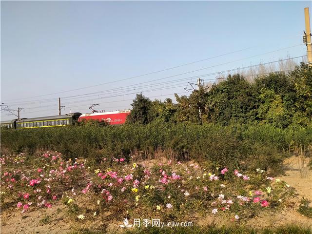 漯河月季：初冬的月季傲嬌如春！(圖1)