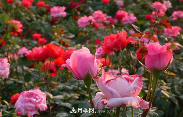 種植月季花必須使用營養(yǎng)土嗎？(圖1)