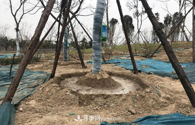 園林人有疑惑，苗木移植之后是先搭支撐還是先澆水？(圖1)