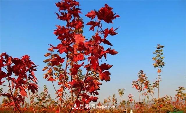 美國紅楓，南陽苗木人為什么要挺這個樹種？(圖2)