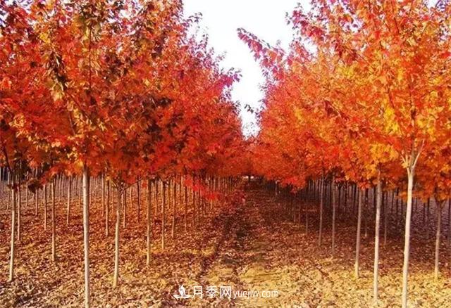 美國紅楓，南陽苗木人為什么要挺這個樹種？(圖1)