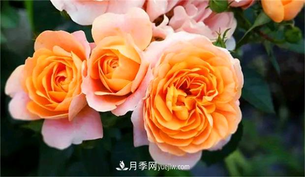 3個***不容錯過的月季品種，顏值高香氣濃，養(yǎng)護簡單開花多(圖1)