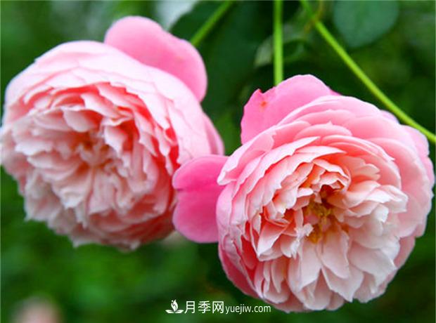 3個***不容錯過的月季品種，顏值高香氣濃，養(yǎng)護簡單開花多(圖3)