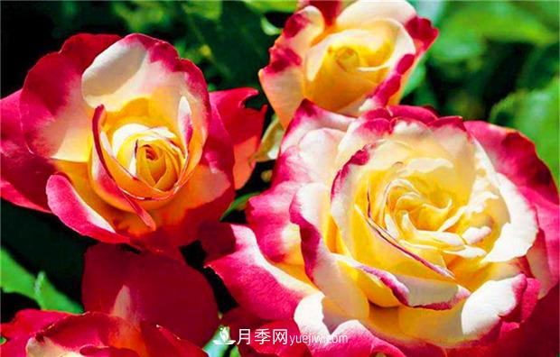 3個***不容錯過的月季品種，顏值高香氣濃，養(yǎng)護簡單開花多(圖2)
