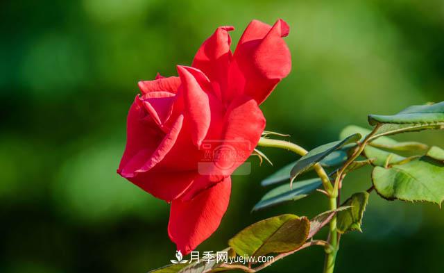 行行攝攝，發(fā)現(xiàn)月季花迷人的美艷，熟悉的花朵格外動人(圖2)