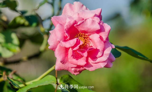 行行攝攝，發(fā)現(xiàn)月季花迷人的美艷，熟悉的花朵格外動人(圖1)