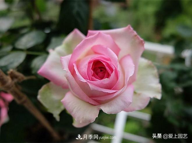 美貌與香味共存，抗病與長勢雙強(qiáng)，卻沒有火起來的月季(圖1)