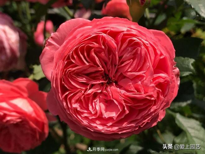 美貌與香味共存，抗病與長勢雙強(qiáng)，卻沒有火起來的月季(圖2)