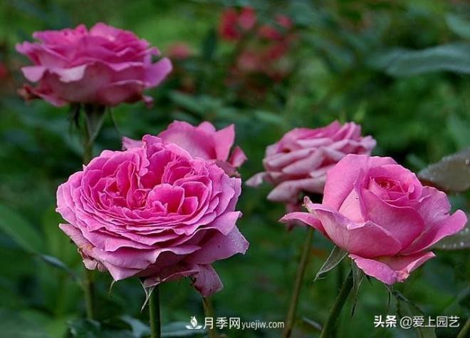 美貌與香味共存，抗病與長勢雙強(qiáng)，卻沒有火起來的月季(圖3)