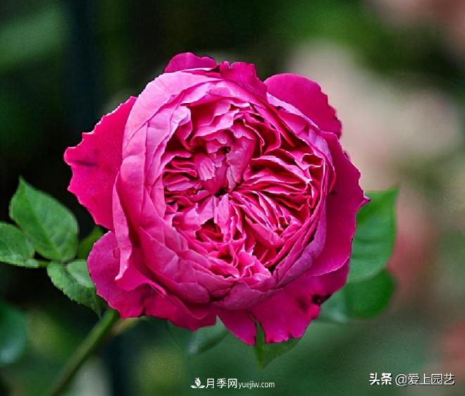 美貌與香味共存，抗病與長勢雙強(qiáng)，卻沒有火起來的月季(圖4)