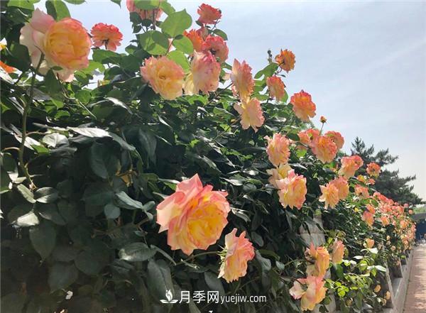 ***值得栽的10種藤本月季，每一種都很優(yōu)秀(圖3)