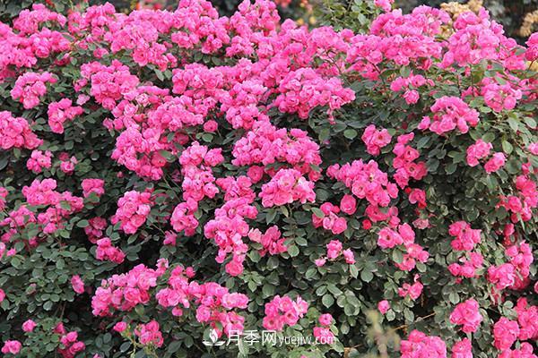 ***值得栽的10種藤本月季，每一種都很優(yōu)秀(圖2)