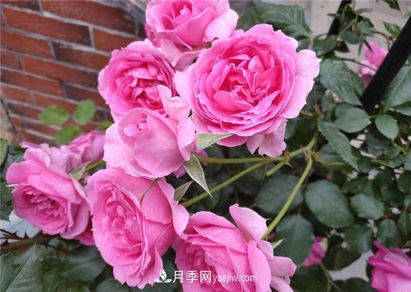 ***值得栽的10種藤本月季，每一種都很優(yōu)秀(圖1)