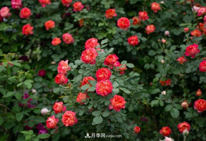 ***值得栽的10種藤本月季，每一種都很優(yōu)秀(圖8)