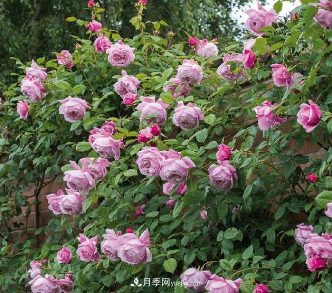 ***值得栽的10種藤本月季，每一種都很優(yōu)秀(圖6)
