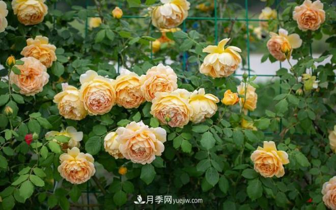 ***值得栽的10種藤本月季，每一種都很優(yōu)秀(圖9)
