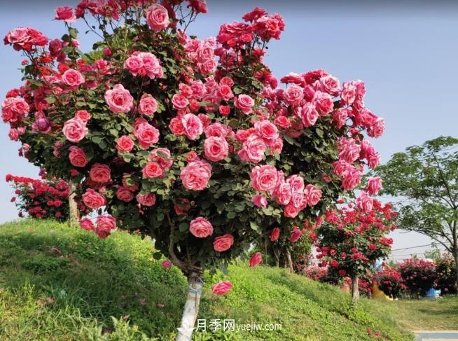 種了棵月季樹，花開(kāi)幾十朵，個(gè)個(gè)比碗大，鄰居天天惦記(圖2)