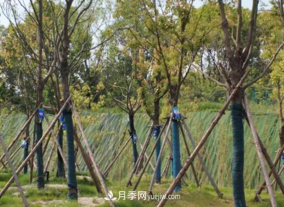 大樹移栽日常養(yǎng)護管理技術(shù)(圖1)