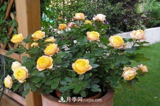 月季花長(zhǎng)蚜蟲(chóng)怎么辦？5個(gè)治療方法輕松解決(圖1)