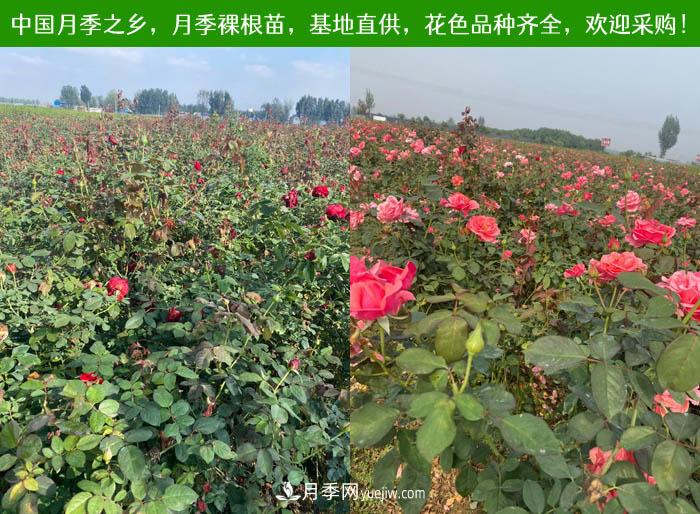 月季裸根苗，2020南陽月季裸根苗大量出貨中(圖3)