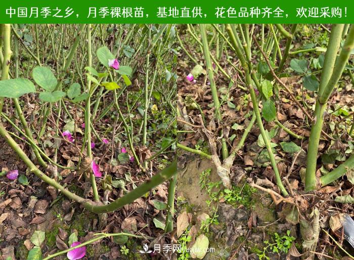 月季裸根苗，2020南陽月季裸根苗大量出貨中(圖2)