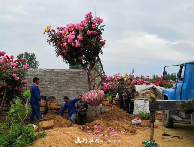 河南方城：萬(wàn)畝月季喜“出嫁” 飄洋過(guò)海出國(guó)門(mén)(圖1)