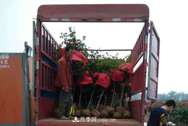 河南方城：萬(wàn)畝月季喜“出嫁” 飄洋過(guò)海出國(guó)門(mén)(圖2)