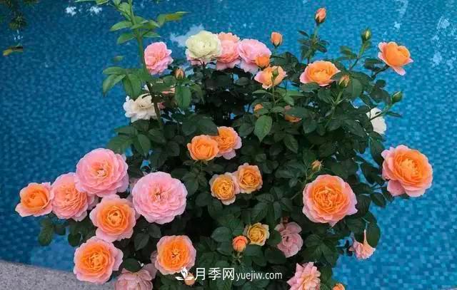 讓月季“秋花”多？學會正確“追肥”的方法，事半功倍(圖1)