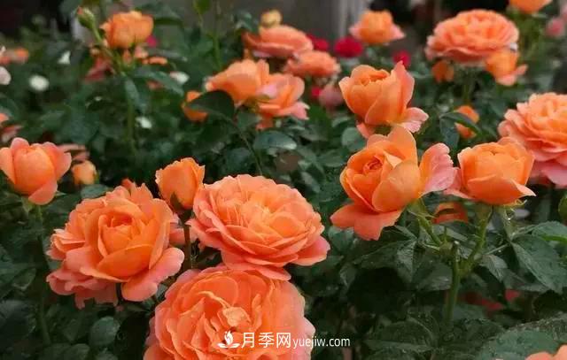 讓月季“秋花”多？學會正確“追肥”的方法，事半功倍(圖3)