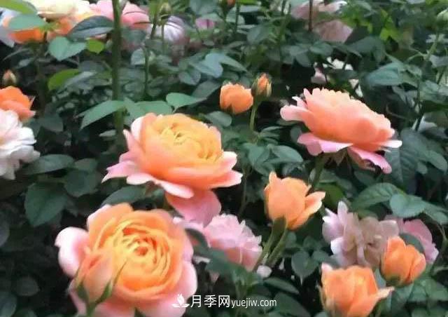讓月季“秋花”多？學會正確“追肥”的方法，事半功倍(圖2)