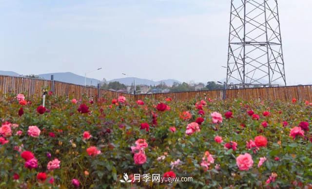初冬賞花何處去？南京江寧這個(gè)近400畝的月季花海，趕緊安排！(圖2)