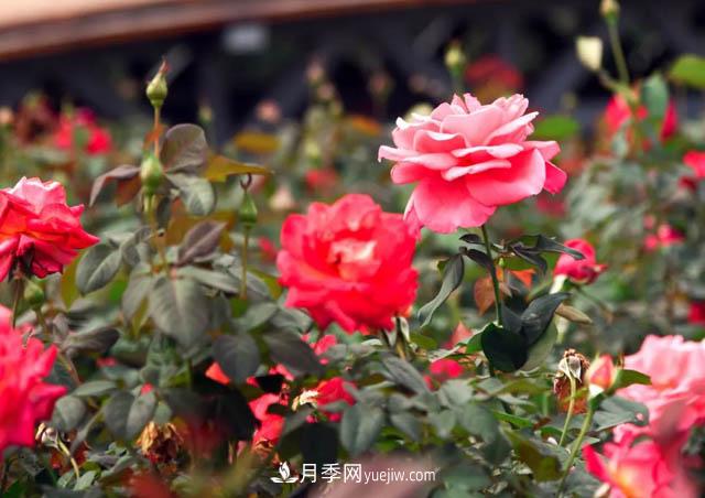 初冬賞花何處去？南京江寧這個(gè)近400畝的月季花海，趕緊安排！(圖1)