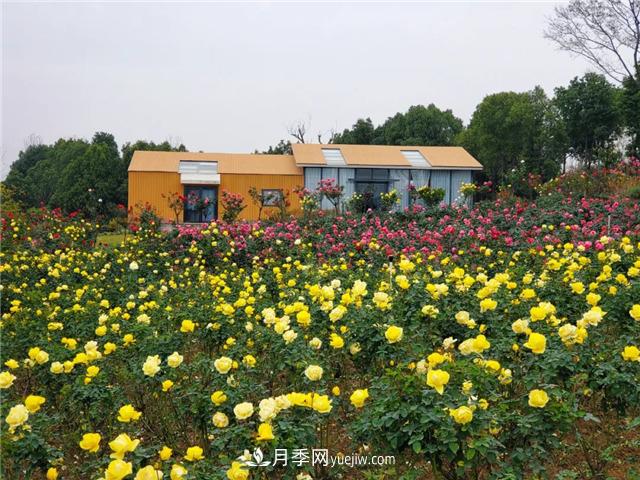 初冬賞花何處去？南京江寧這個(gè)近400畝的月季花海，趕緊安排！(圖3)