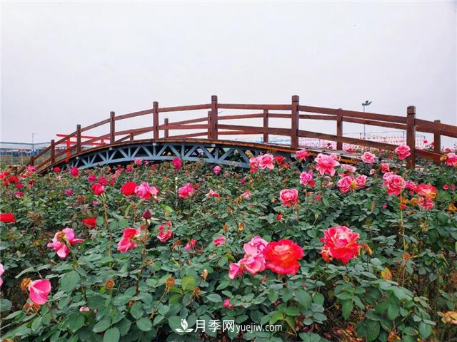 初冬賞花何處去？南京江寧這個(gè)近400畝的月季花海，趕緊安排！(圖6)