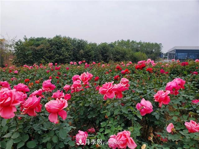 初冬賞花何處去？南京江寧這個(gè)近400畝的月季花海，趕緊安排！(圖4)