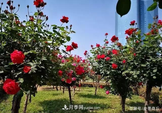 商丘的“市花”和“市樹”是什么，你能想到了(圖3)