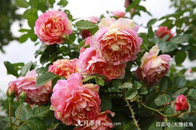 河南省各市市花，洛陽牡丹***出名，月季***受歡迎(圖1)